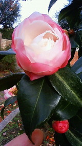 c249450a.jpg