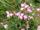 DSCF4284_R