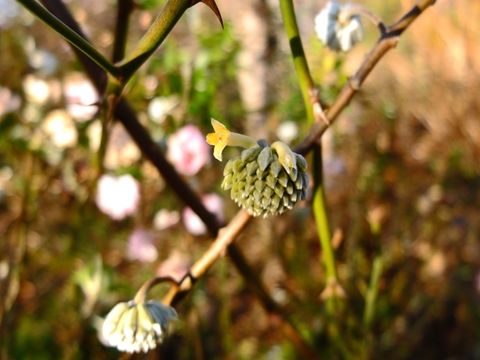 DSCF5449_R