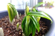 DSCF1703_R