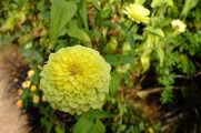 DSCF5850_R