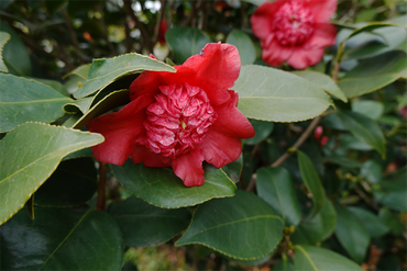 DSC06059_R