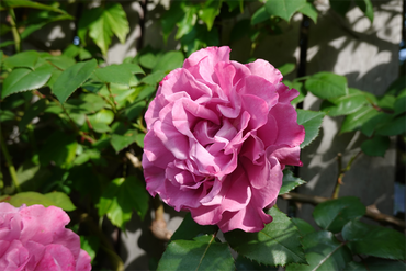 DSC07156_R