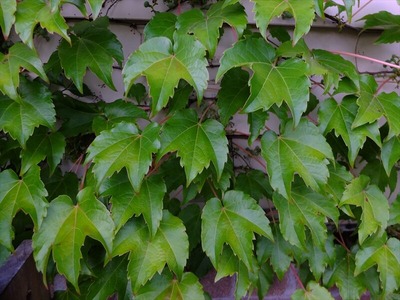 DSCF4702_R