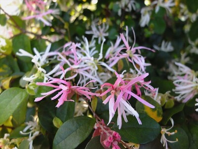 DSCF4847_R