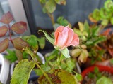 DSCF2400_R