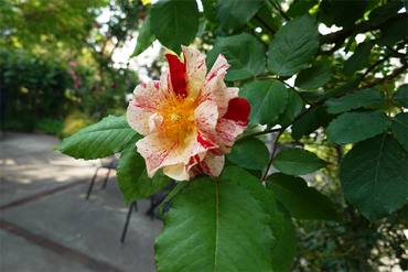 DSC07170_R