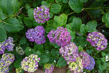 DSC08185_R