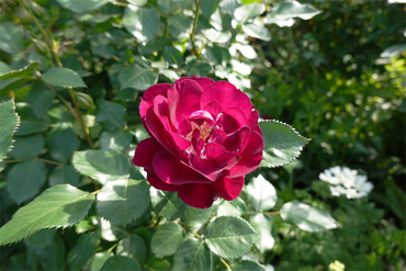 DSC07120_R