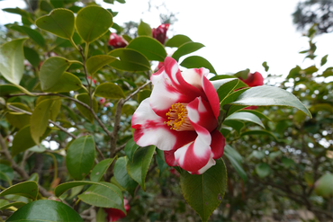 DSC06014_R