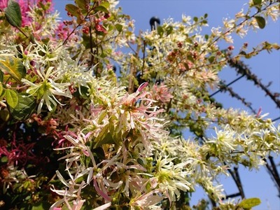 DSCF7823_R