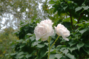 DSC09288_R