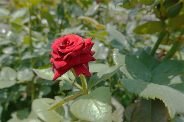 DSC08883_R