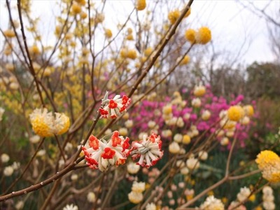 DSCF7481_R