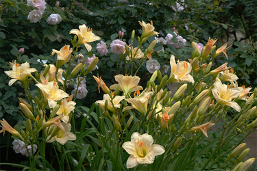 DSC08610_R