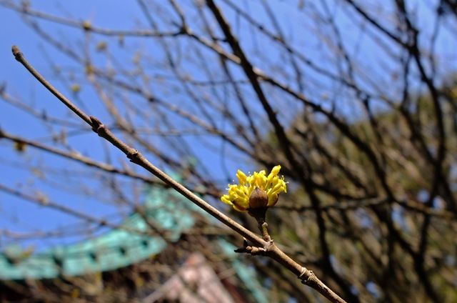 藍川京 の部屋 鎌倉 光則寺 白梅や山茱萸 Livedoor Blog ブログ