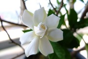 DSCF5568_R