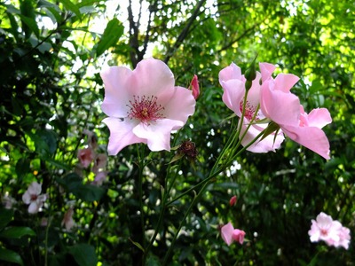 DSCF9829