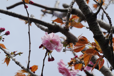 DSC06587_R