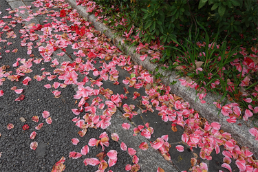 DSC00612_R