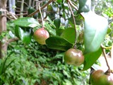 DSCF2595_R
