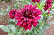 DSCF3882_R