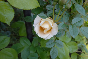 DSC06810_R