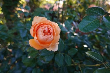 DSC02639_R