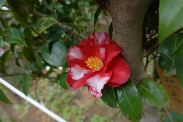 DSC06045_R