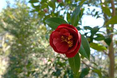 DSC05915_R
