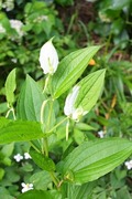 DSCF3064_R