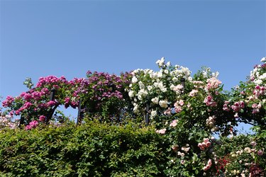 DSC07696_R