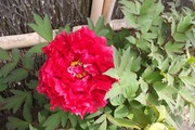 DSCF1182_R