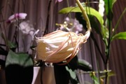 DSCF3372_R