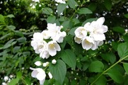 DSCF3343_R