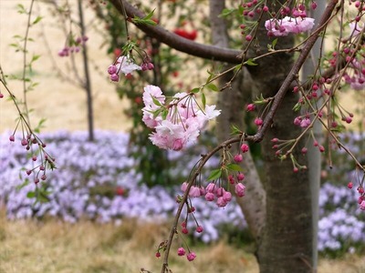 DSCF5126_R