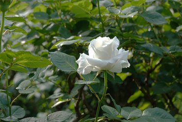 DSC07149_R