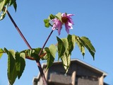DSCF5467_R