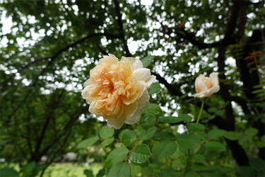 DSC08564_R