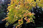 DSCF7460_R