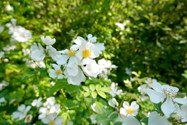 DSC02697_R
