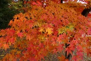 DSCF8582_R