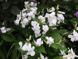 DSCF9513_R