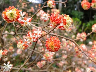 DSCF8626_R