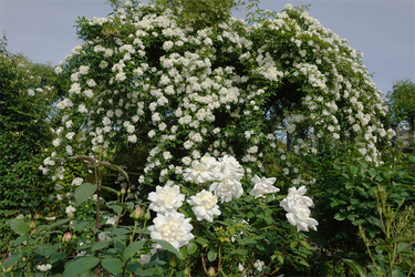 DSC07109_R