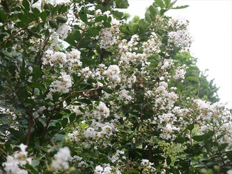 DSCF1535_R