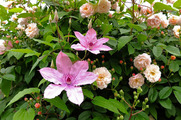 DSCF3013_R