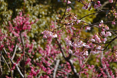 DSC00231_R
