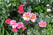 DSCF3058_R