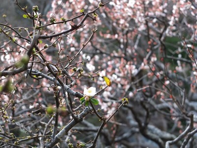 DSCF1166_R